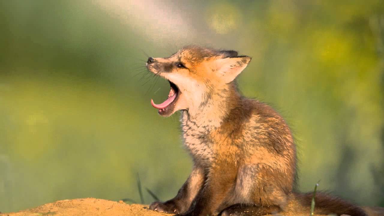 What does the fox actually say youtube
