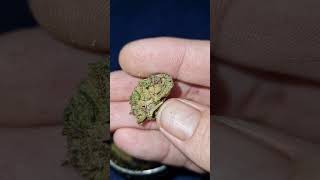 Mochi gelato by upstate medical flower