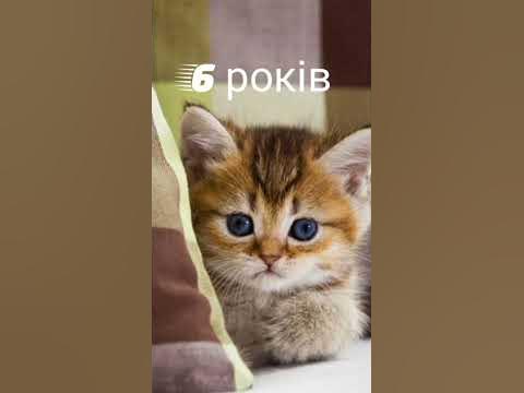 Який ти котик по свойому віці 2 частина 😺 - YouTube