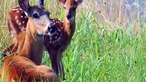 Ojibwe Word of the Day Oniijaaniw ᐅᓃᒑᓂ 'A doe'