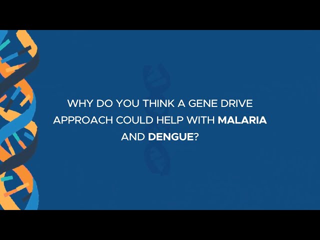 Why do you think a gene drive approach could help with malaria and dengue?