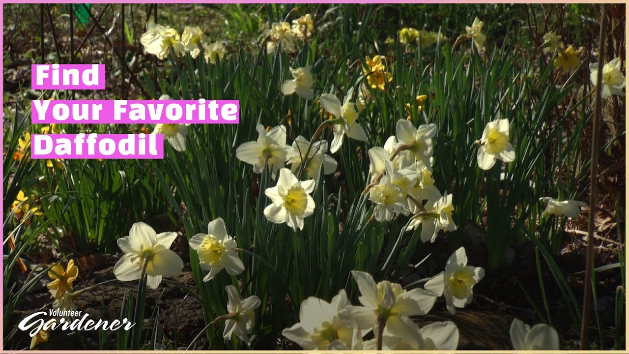 Daffodils undemanding and reliable volunteer gardener youtube