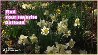 Daffodils: Undemanding and Reliable | Volunteer Gardener