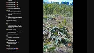 Farmer/Veterinarian in Africa shows you his crops