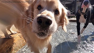 Golden Retriever Teaches Great Dane How To Fetch Underwater Rocks - Go Pro 9 Black
