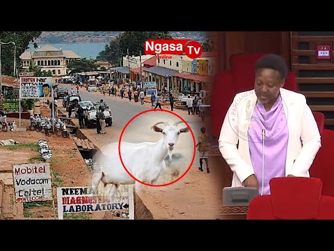 MBUNGE ASEMA KIGOMA UKIAMKA ASUBUHI HAPA NGOMBE HAPA MBUZI 