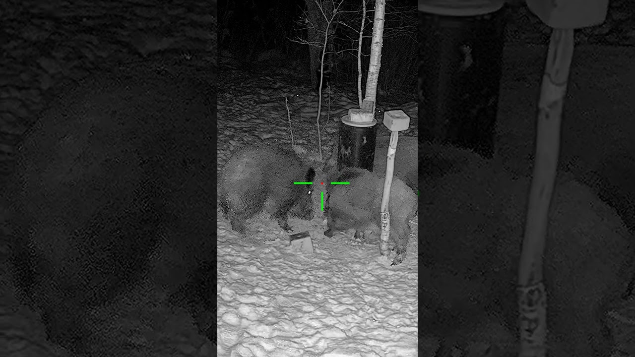 Close Encounter With a Wild Hog  