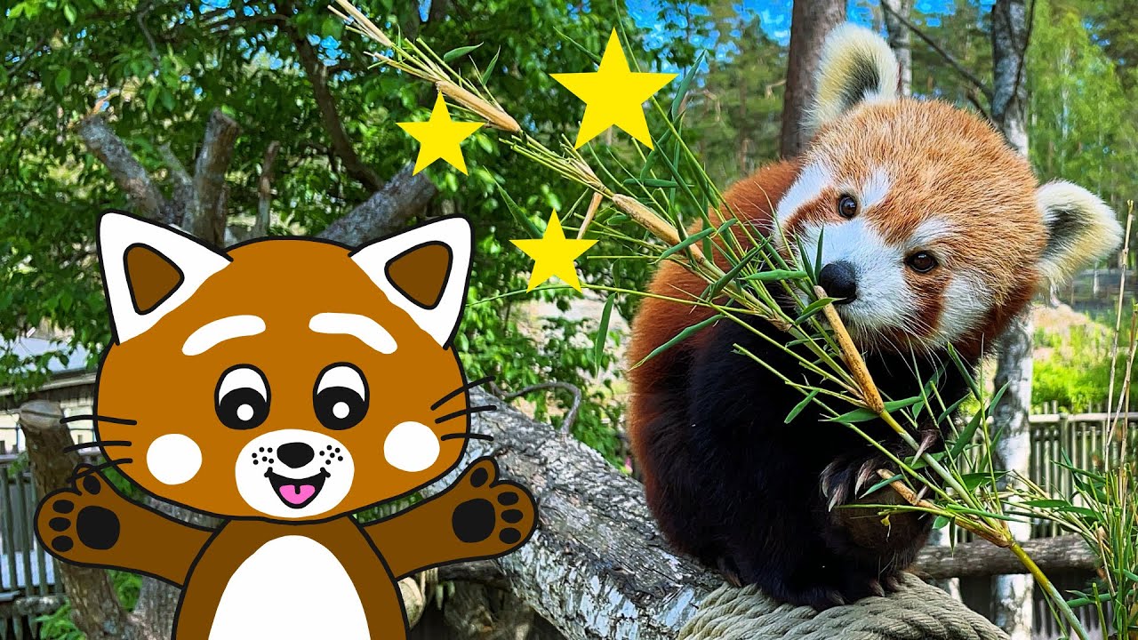 Pukkins i Kolmårdens Djurpark - Röda pandorna - Lek och lär -  Lek med oss