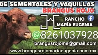 ¡¡A LA VENTA ESTOS ANIMALAZOS BRANGUS ROJO DE REGISTRO!!