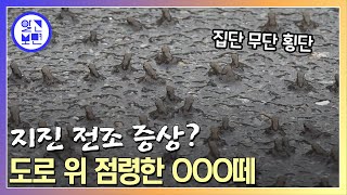 ‘빗자루로 몽땅 쓸어버렸으면 좋겠는데...’ 새끼 두꺼비 떼가 출몰한 이유는?