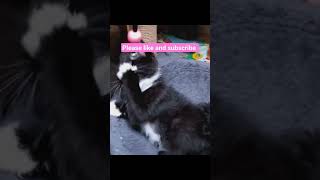 kittys play adorable catfancy cat meow fypシ゚viral foryou shorts cutecat  fyp kittens cute