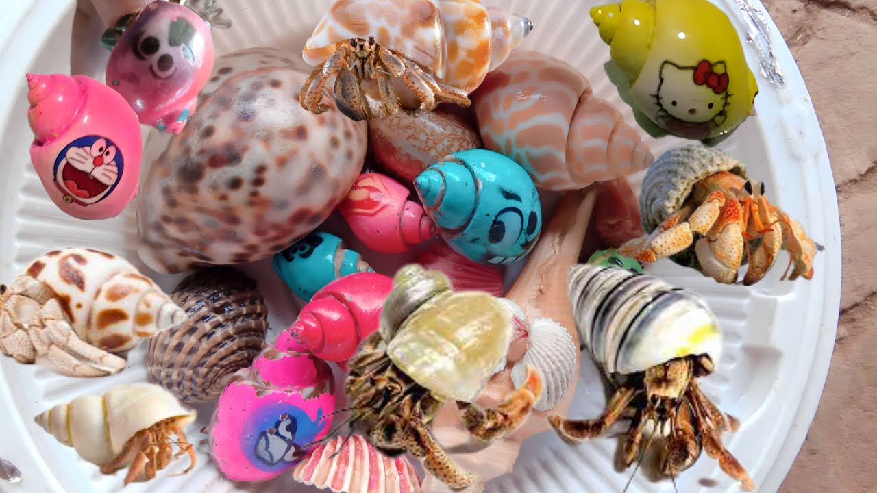 Amazing hermit crab, fish, milipedes and insects - YouTube