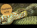 Golden Tree Snake (งูเขียวพระอินทร์) Swallows Gecko in Kaeng Krachan NP, Thailand