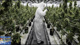 You could make $70,000 right out of college with a degree in marijuana studies