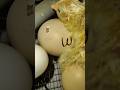 Chick trying to come out from egg #chicks #hens #eggs #incubator #cute #chciken