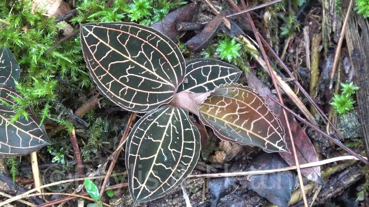 Jewel Orchids (Anoectochilus sp), Malaysia. 20180116_111829.m2ts 