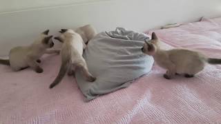 Siamese kittens playing on the bed / Razigrani sijamski mačići