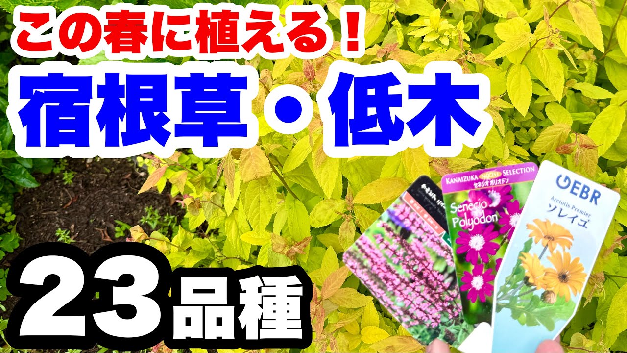 ◇New varieties are arriving one after another! Introducing 23