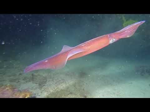 Video: Ribari Su Uhvatili Divovsku Lignju - Alternativni Prikaz