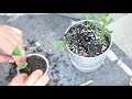 Lemon Tree Cuttings: Have they rooted? [Sporktime Garden]