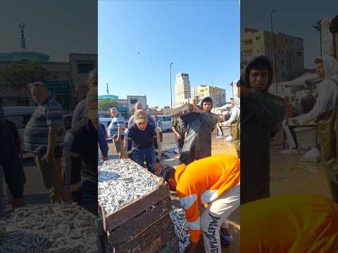 ارخص مكان لبيع السمك والجمبري في اسكندريه ام بودى