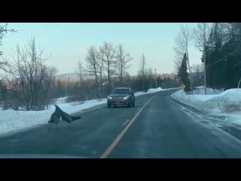 ინდაურების ჩხუბის გამო გზა გადაიკეტა