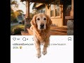 Your Dog Would Like a New House  #salemoregon #willamettevalley