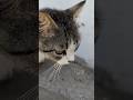 Милые няшные кошки мультяшные Funny cats Смешные котики Animals Nature Trend Meow Pet Kawaii Top Мяу