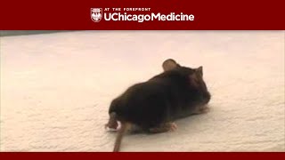 Mouse Model of Demyelination