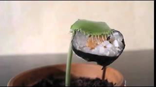 Ne Versen Yiyen Venüs Sinek Kapan Bitkisi