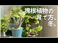 【Live】塊根植物の育て方、冬編。パキポディウムや亀甲竜、実生株を１年育てるとどうなる！？