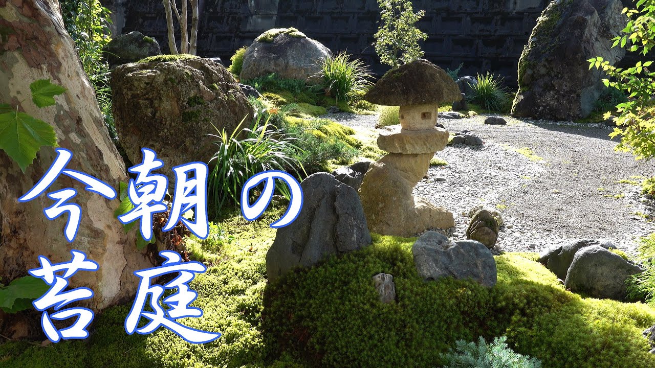 4K 今朝の苔 苔庭 DIY 雑草畑を枯山水庭園に Ver-26 , DIY Japanese