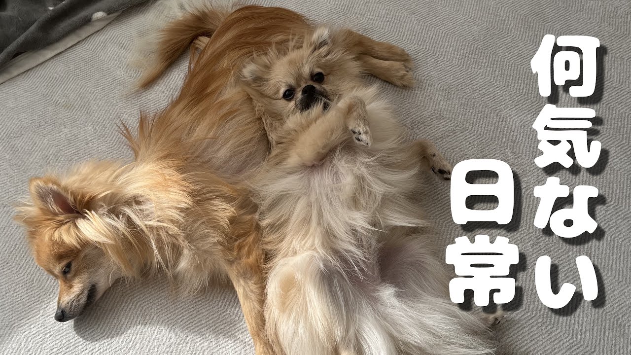 【観察Vlog】むぎごまの様子をそっと覗いてみた｜ポメラニアン