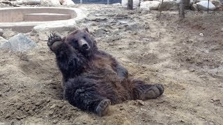 Drunk Bear?