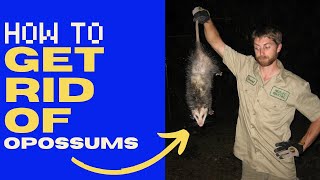 How to Get Rid of Opossums (Actionable) in 2024!