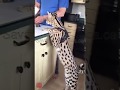 Hungry Serval Capone at Savannah canada