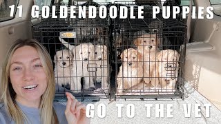 11 GOLDENDOODLE PUPPIES GO TO THE VET FOR THE FIRST TIME | DOG BREEDER VLOGS by Bailey Williams | Rose and Reid Doodles 13,013 views 1 year ago 10 minutes, 35 seconds