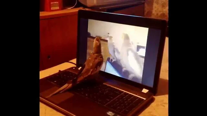 Skype isn't only for humans