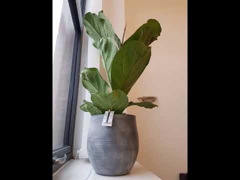 Fiddle leaf fig (Ficus lyrata) timelapse