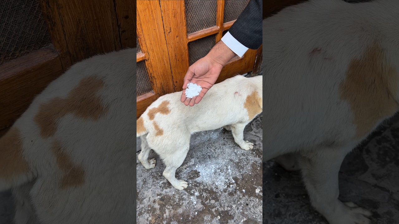 Clean pets and safe children 