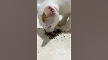 I like catnip #cat #funnycats #funny #funnyanimals #pets #funnypets #petvideos