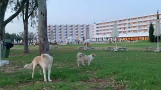 Corfu part2 - wild dogs