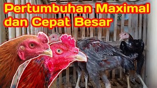 Pakan Ayam Bangkok Cepat Besar. 