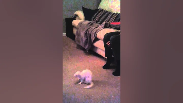 The New Girls on the Block - Ferret Fun