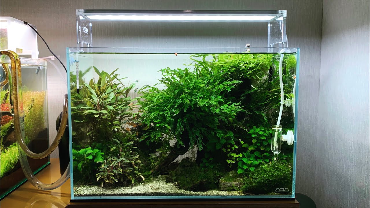 アクアリウム 45cm陰性水草水槽 My Nature Aquarium Aquascape Youtube