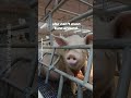 ⚠️ Pigs like her need you to stop scrolling ⚠️