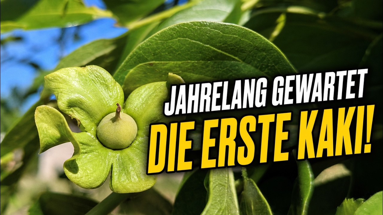 Ich habe es aufgegeben… und dann passierte DIESES Wunder