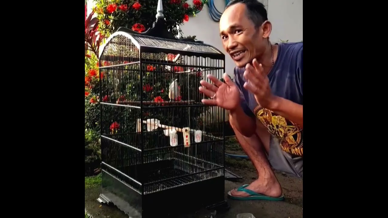 Perawatan cendet mabung agar cepet tuntas bolo 