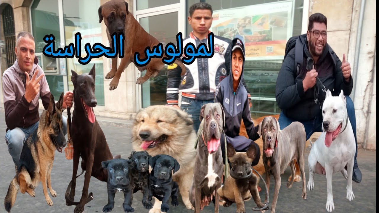 Цены на рынке собак Аль-Карья на молоссов, кане-корсо, доберманов, ротвейлеров, кавказских овчаро...