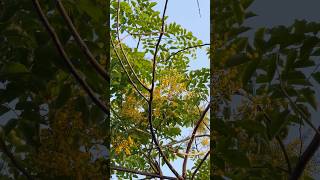 The Story of Padauk Flower #marysamtheexplorer #sam189sam #myanmar #thingyan #memories #nature